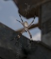 0921-1251 NT Kakadu spider (9212819)